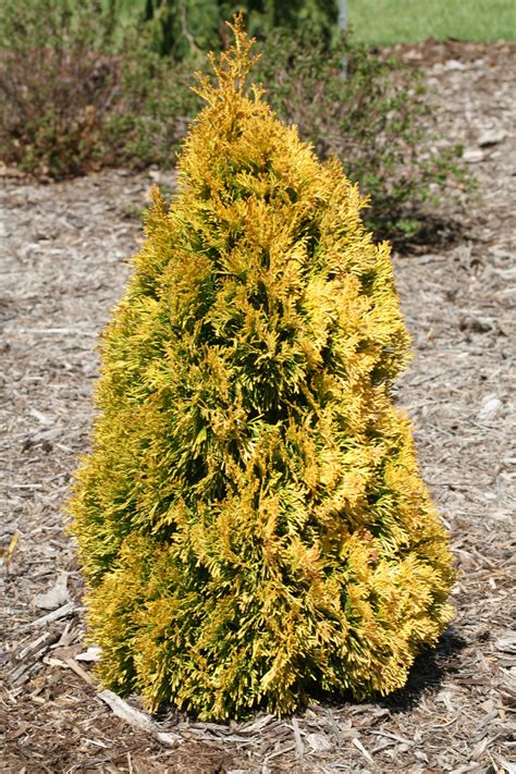 Filops Magic Momentarborvitae: A fountain of youth in a bottle?